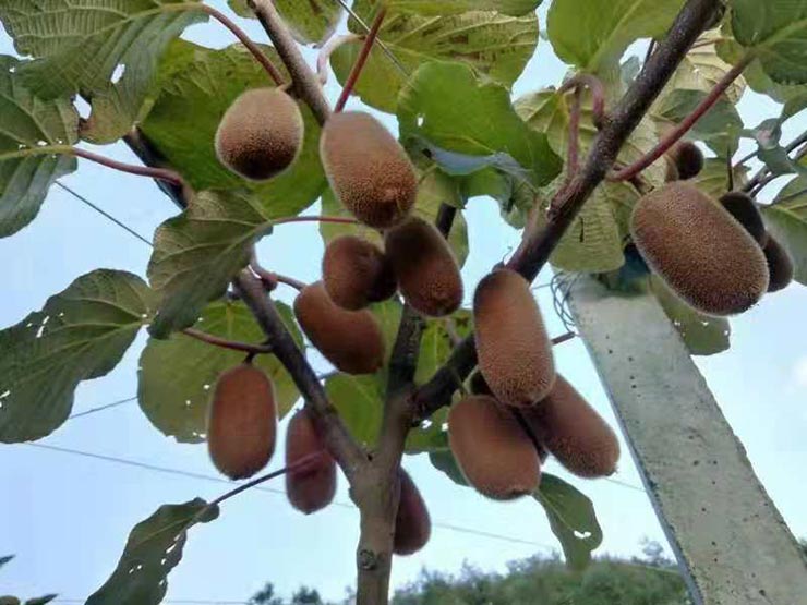 首页| PA视讯集团中国官方网站