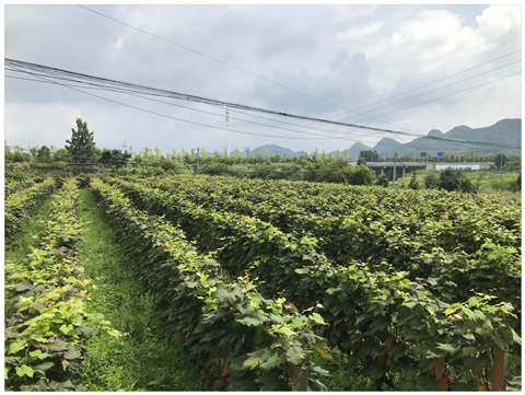 首页| PA视讯集团中国官方网站